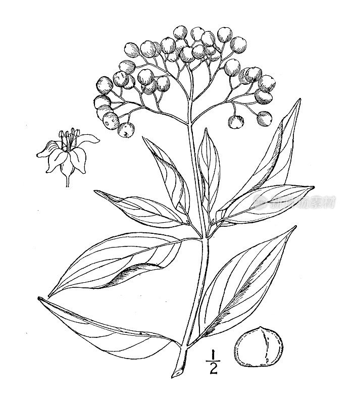 古植物学植物插图:山茱萸、山茱萸
