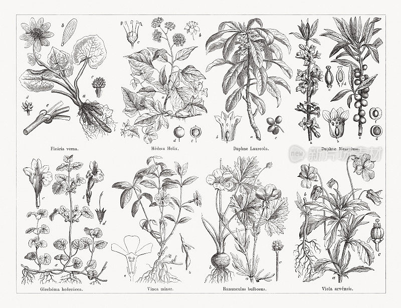 药用植物，木版，1884年出版