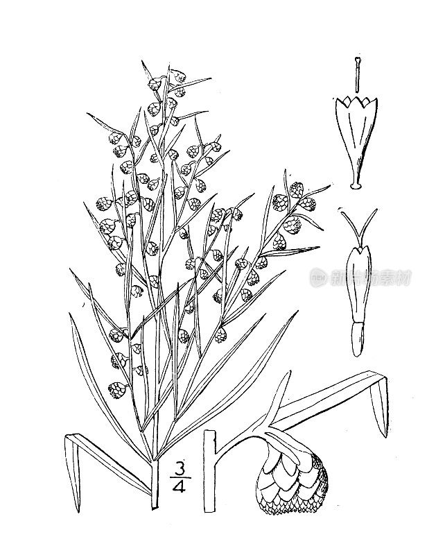 古植物学植物插图:麦地那蒿、苦艾