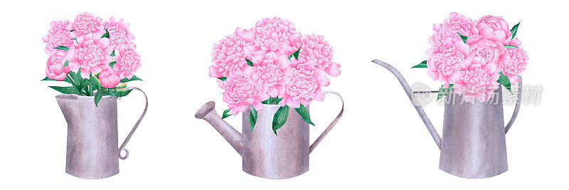水彩一套喷壶与粉红色牡丹花束粉红色花朵在花瓶插花金属罐孤立在白色背景