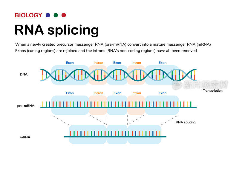 RNA转录后剪接去除内含子产生mRNA的生物学过程示意图