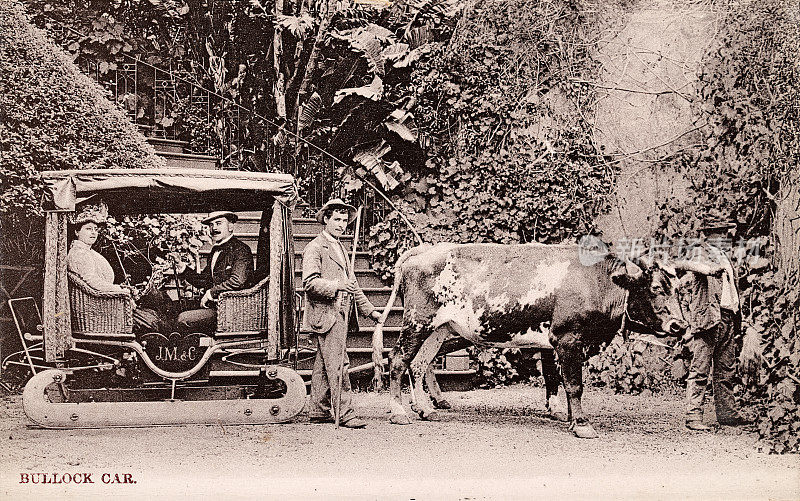 游客骑在传统的牛车或雪橇，Funchal，马德拉，1890年，19世纪，Vintage照片