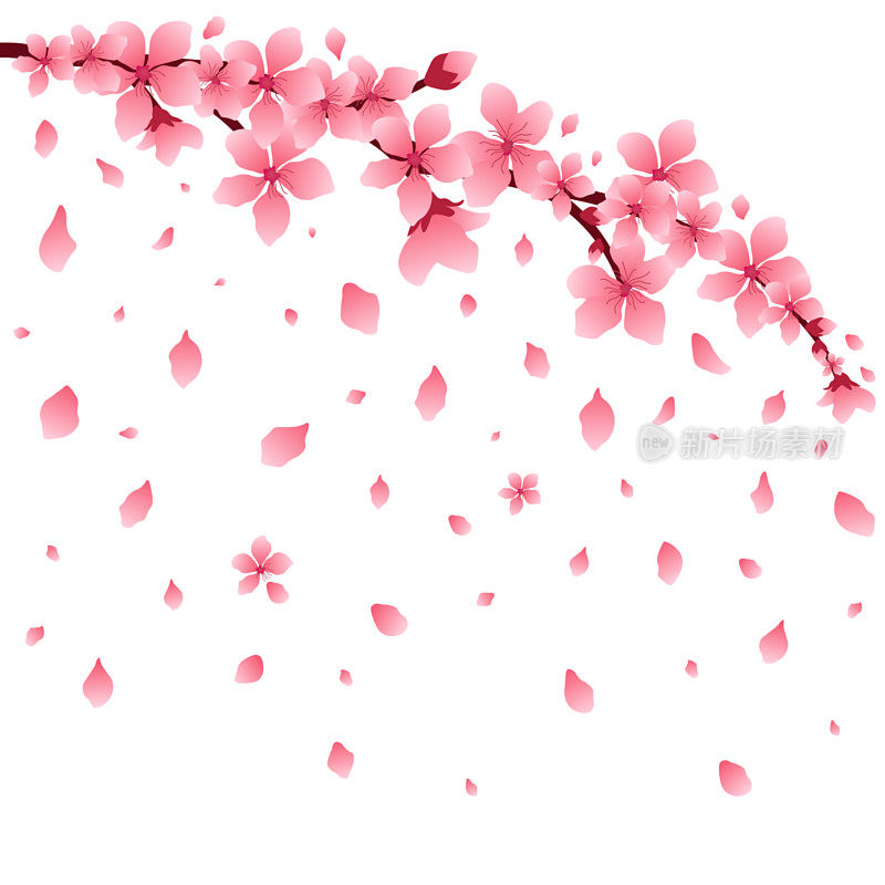 樱花或樱桃枝与花，掉落的花瓣，孤立，矢量插图。