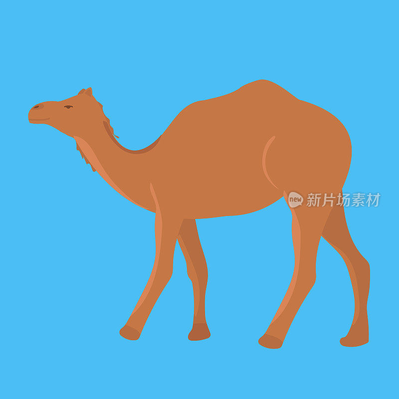蓝色背景上孤立的一只野生骆驼。矢量插图。