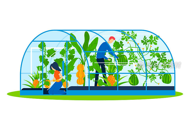 温室中的花园植物，矢量插图。人们卡通人物园艺于大自然，男人女人人有农业爱好。