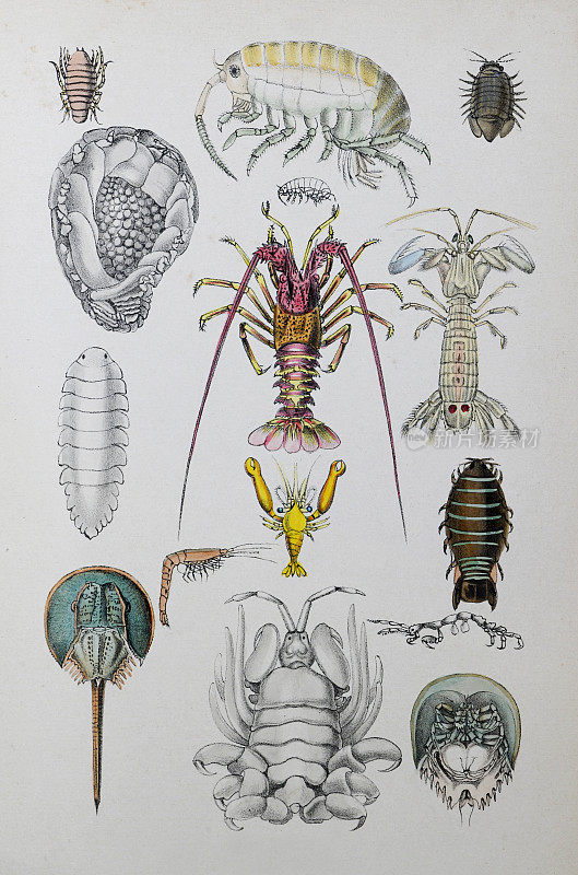 甲壳类收藏-老式彩色插图