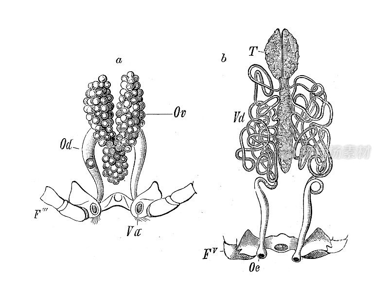 古代生物动物学图:天牛生殖器官