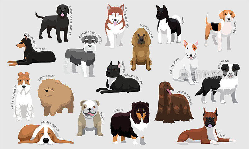 中型犬品种与名称设置各种识别卡通矢量