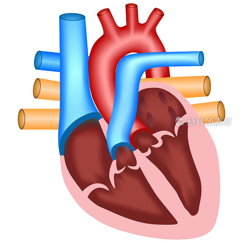 心脏的腔室和瓣膜-心脏解剖-矢量医学插图