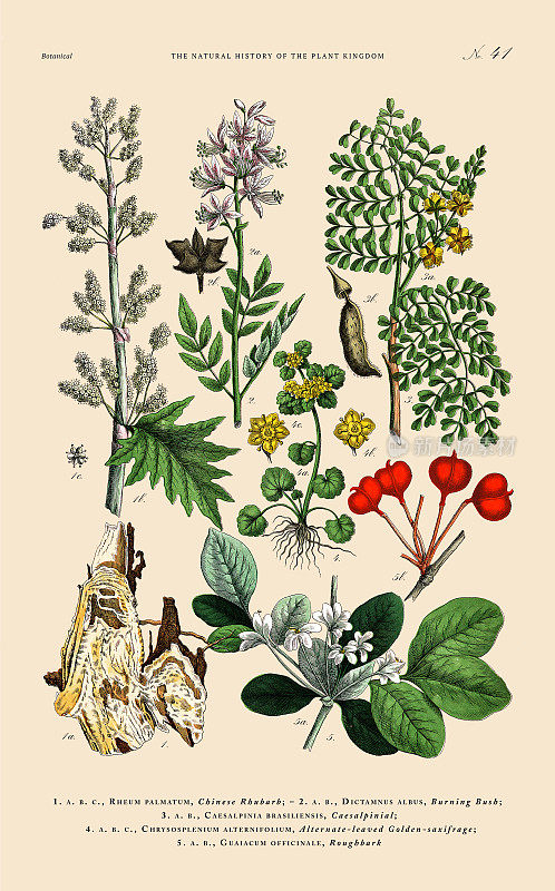 手工着色的植物雕刻，植物王国的历史，维多利亚植物插图，41版，大约1853年