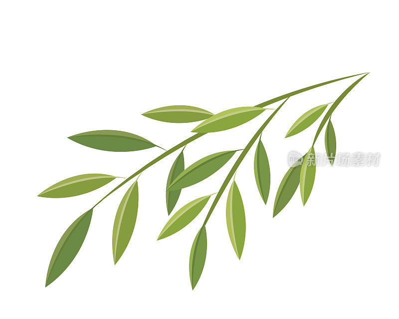 矢量图标或插图的竹叶，植物为端午节