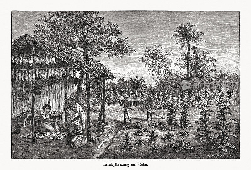 古巴的烟草种植，木版雕刻，1894年出版