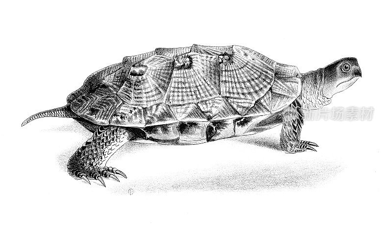 木龟-原始平版印刷从“纽约自然史”德凯，1844年
