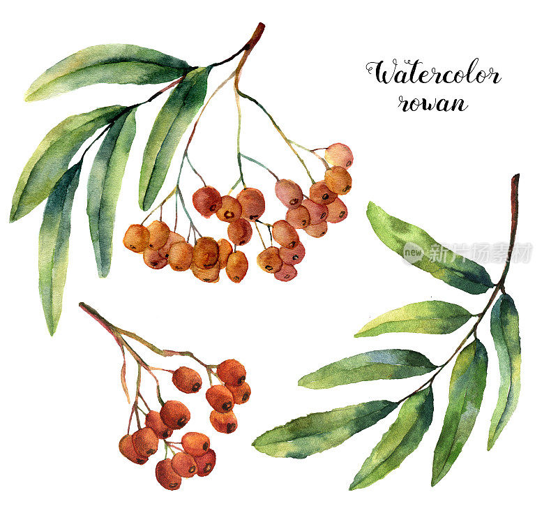 水彩罗文。手画的山灰色水果与树叶和树枝孤立在白色的背景。植物插图设计。