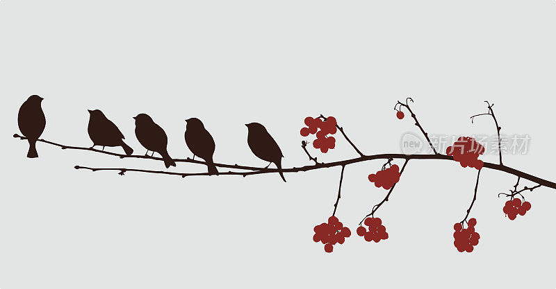 花梨花枝上的鸟儿