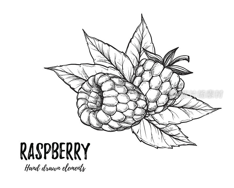 手绘矢量插图。甜树莓。孤立在白色背景上。草图风格的设计元素。完美的包装，菜单，卡片，博客，横幅