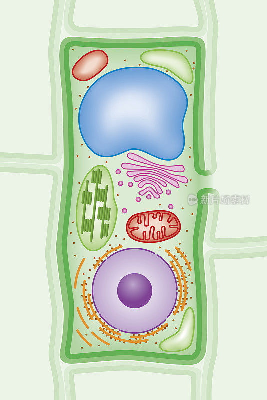 植物细胞结构横切面图