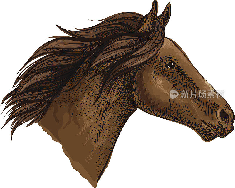 棕色马头孤立素描