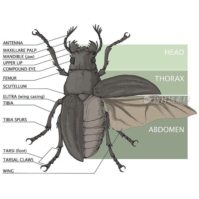 甲虫的结构。矢量图