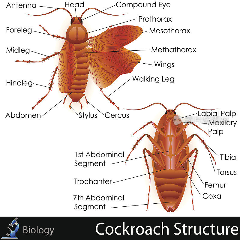 蟑螂解剖学