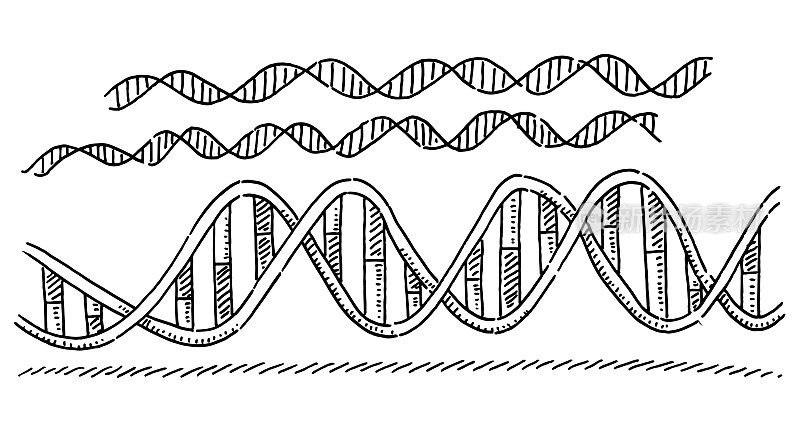 DNA双螺旋符号绘制