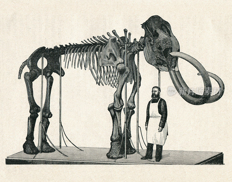 圣彼得斯堡博物馆的长毛象骨架