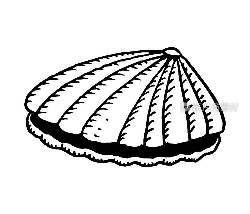 手拉蛤壳
