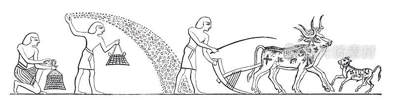 古埃及人播种小麦的象形文字