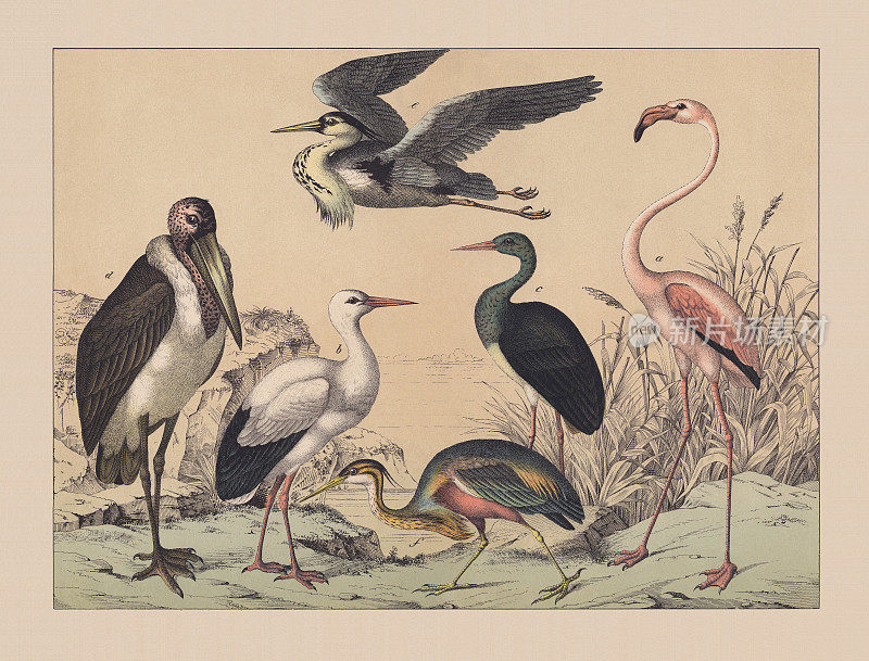 不会飞的鸟(Struthionidae)，手工彩色版，1882年出版