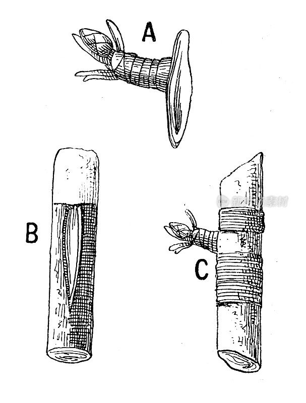 古董插图:植物嫁接