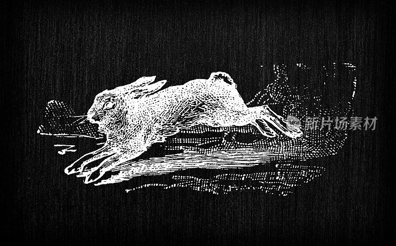 古色古香的法国版画插图:野兔