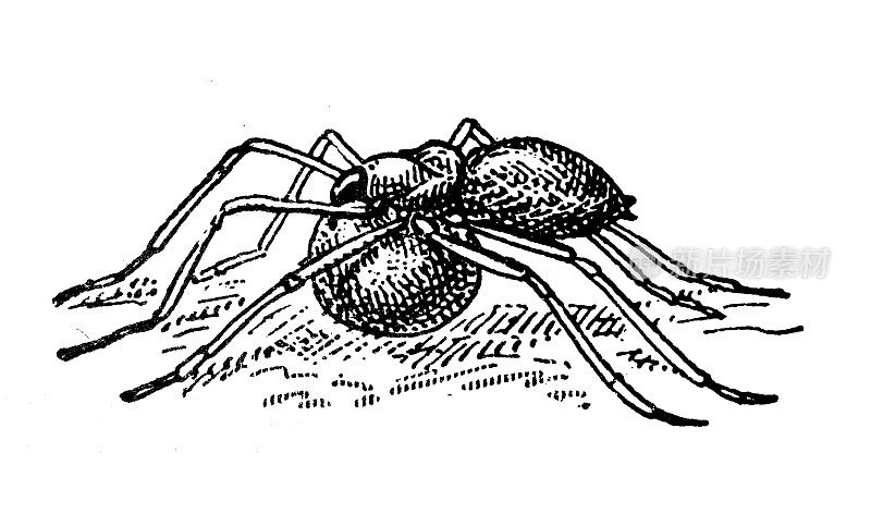 古色古香插图:蛋的类型，奥卡地亚(蜘蛛)