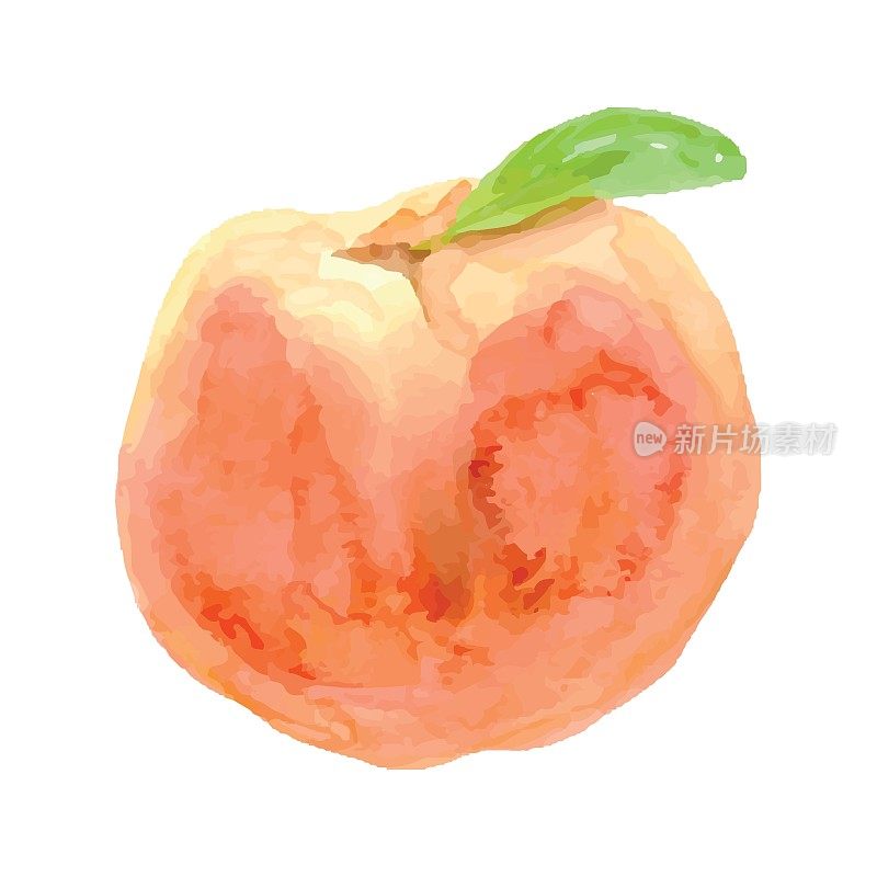 水彩桃子。手绘向量桃子。甜果图。