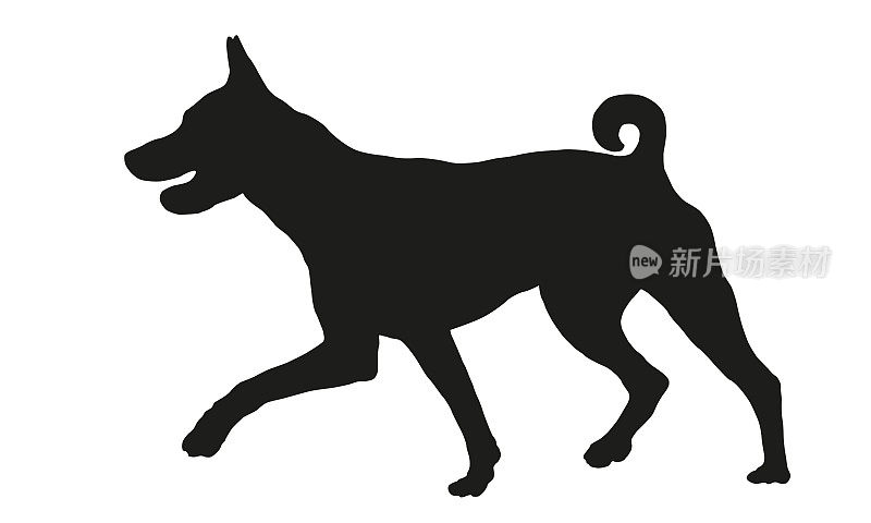 巴辛吉跑的小狗。非洲丛林犬或刚果犬。黑狗轮廓。宠物的动物。孤立在白色背景上。