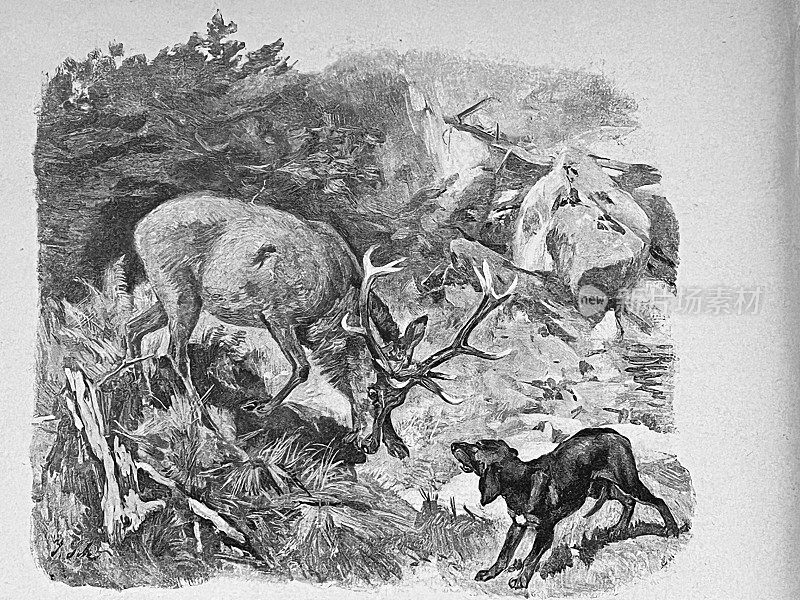 在高山上打猎，狗和鹿打架