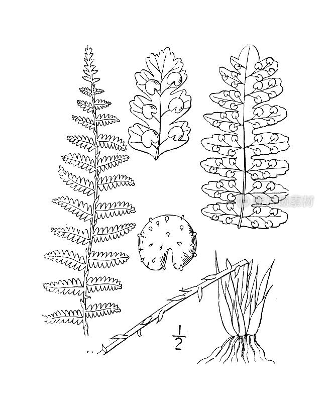 古植物学植物插图:香鳞毛蕨、香盾蕨