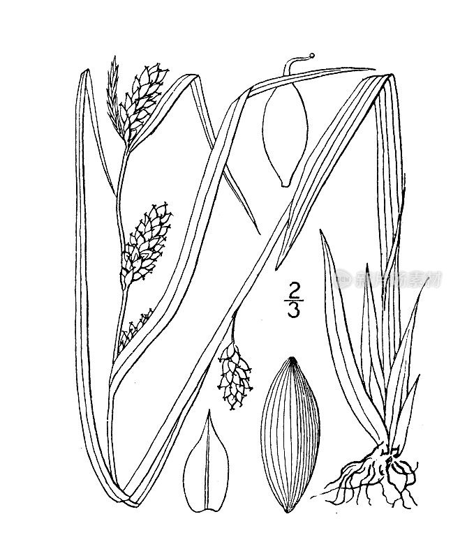 古植物学植物插图:苔草、苔草