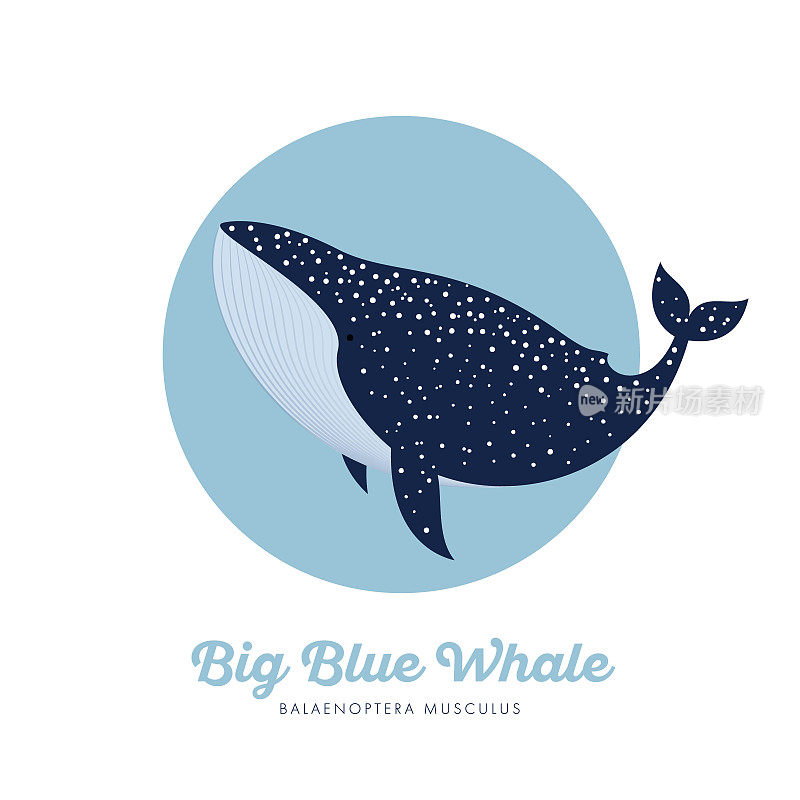 蓝鲸插图。蓝色圆圈里有斑点的蓝鲸。