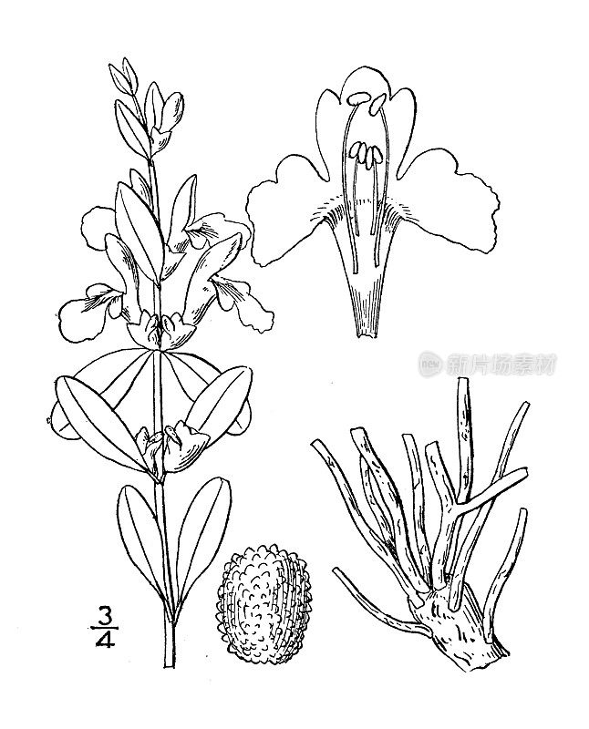 古植物学植物插图:黄芩、黄芩