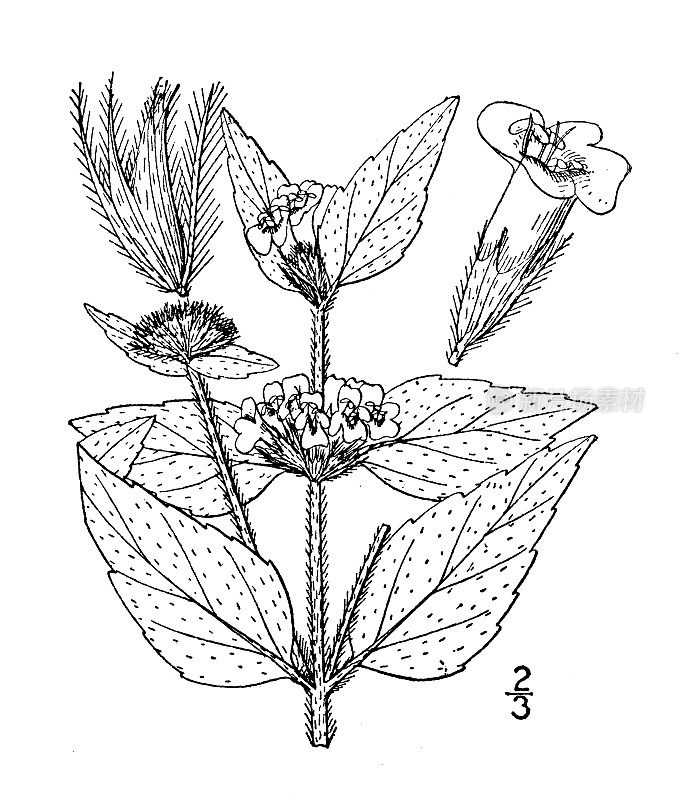 古植物学植物插图:野罗勒