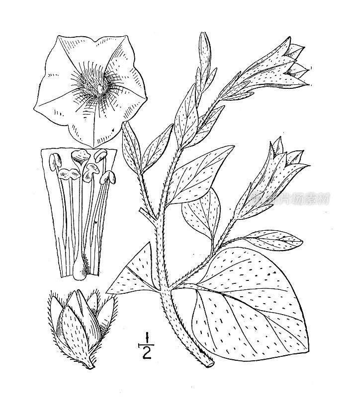 古植物学植物插图:矮牵牛花、矮牵牛花