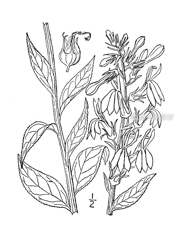 古植物学植物插图:红雀半边莲、玫瑰半边莲、红雀花