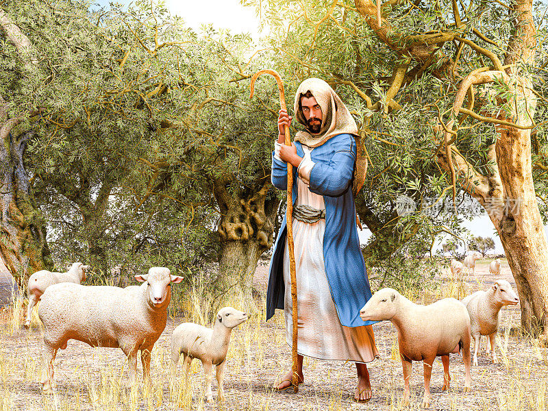 圣经牧羊人和他的羊群在橄榄树林里