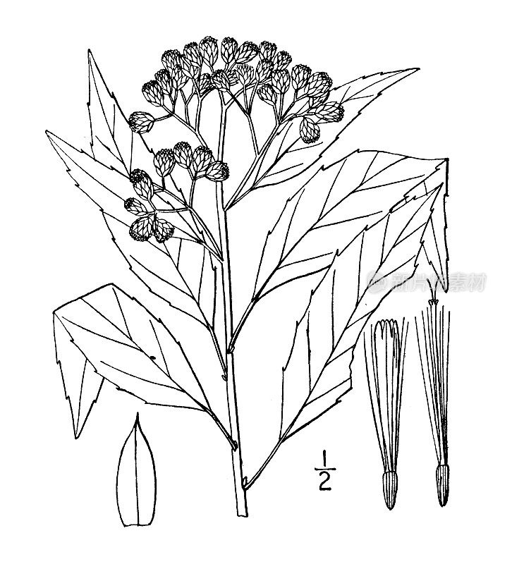 古植物学植物插图:叶柄，内陆沼泽蚤