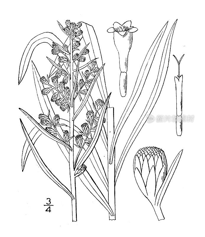 古植物学植物插图:长叶艾、长叶艾