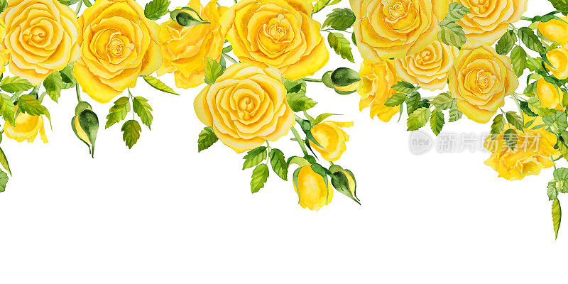 黄色水彩玫瑰无缝水平边界。植物花的背景。婚礼请柬，恭贺佳节。明信片和织物印花。