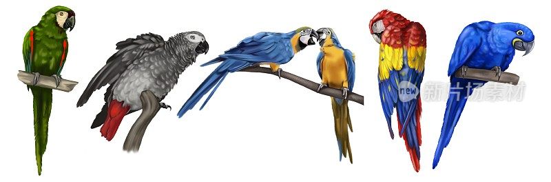 一大群鹦鹉。鹦鹉物种的现实插图。金刚鹦鹉，蓝金刚鹦鹉，金刚鹦鹉和黄蓝金刚鹦鹉