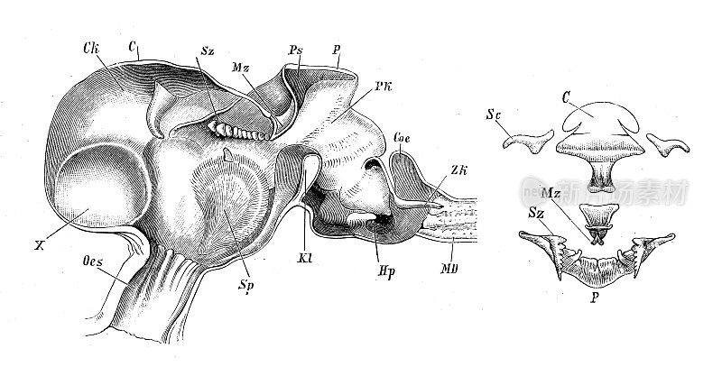 古代生物动物学图像:河蟹