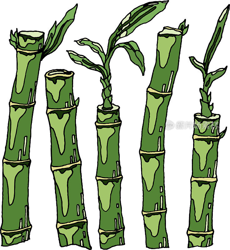 白底竹笋插图。竹子，天然家养和野生植物，随时可用，eps。为你设计