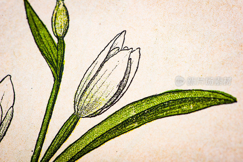 古色古香的植物插图:白色海棠，淡色头甲